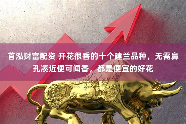 首泓财富配资 开花很香的十个建兰品种，无需鼻孔凑近便可闻香，都是便宜的好花